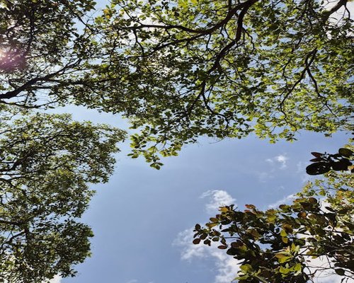 Green forest canopy looking up to the sky